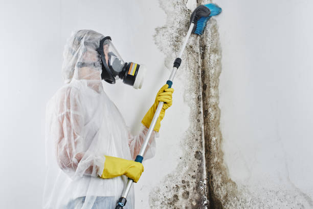 Best Basement Mold Remediation in Quail Ridge, FL