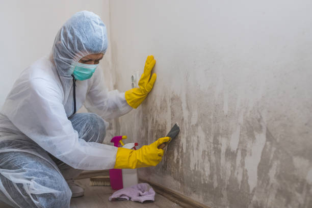Best Mold Testing and Inspection Services in Quail Ridge, FL