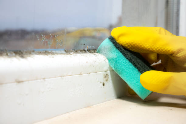 Best Mold Remediation for Specific Building Types in Quail Ridge, FL