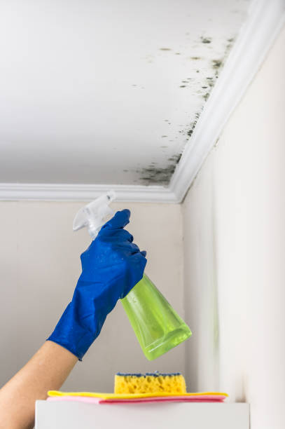 Best Localized Mold Remediation (e.g., coastal areas, humid climates) in Quail Ridge, FL